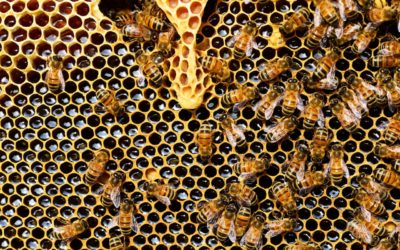 Could Honeybee Venom Be Used to Treat Cancer?